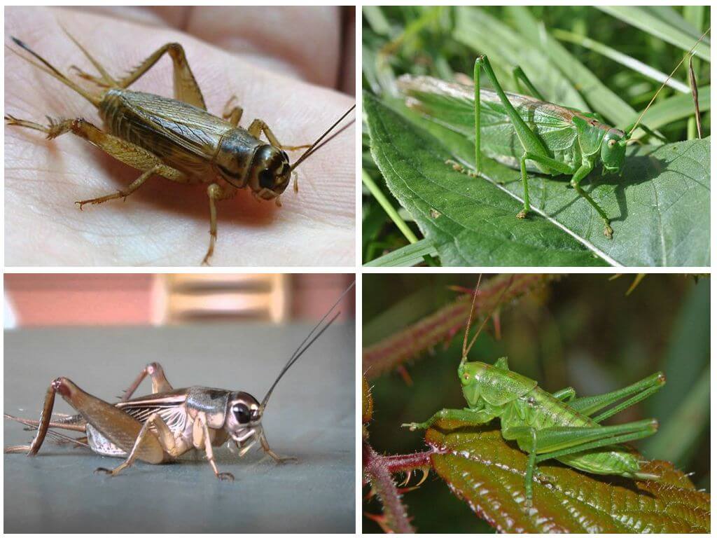 Mga pagkakaiba sa pagitan ng kuliglig at tipaklong