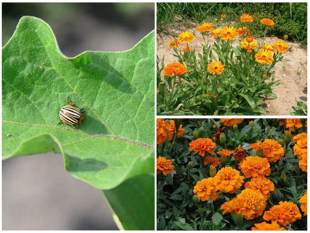 Paano maprotektahan at mapanatili ang talong mula sa Colorado potato beetle