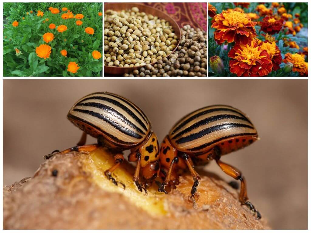 Mga remedyo ng katutubong para sa Colorado potato beetle