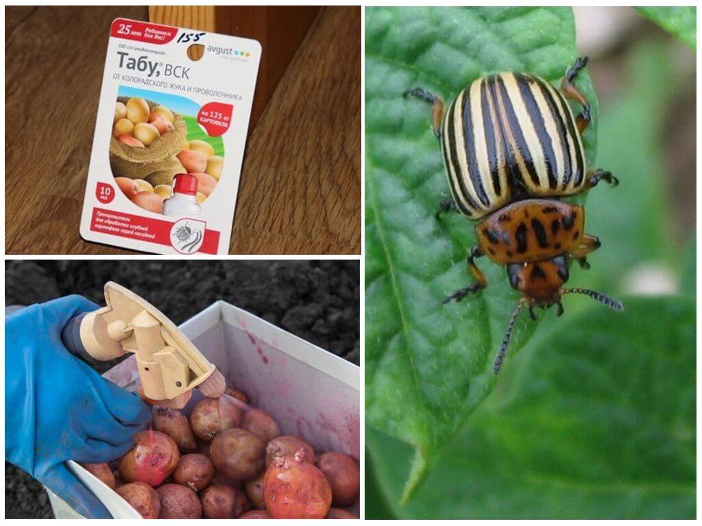 Kailan at kung paano i-spray at iproseso ang mga patatas mula sa Colorado potato beetle