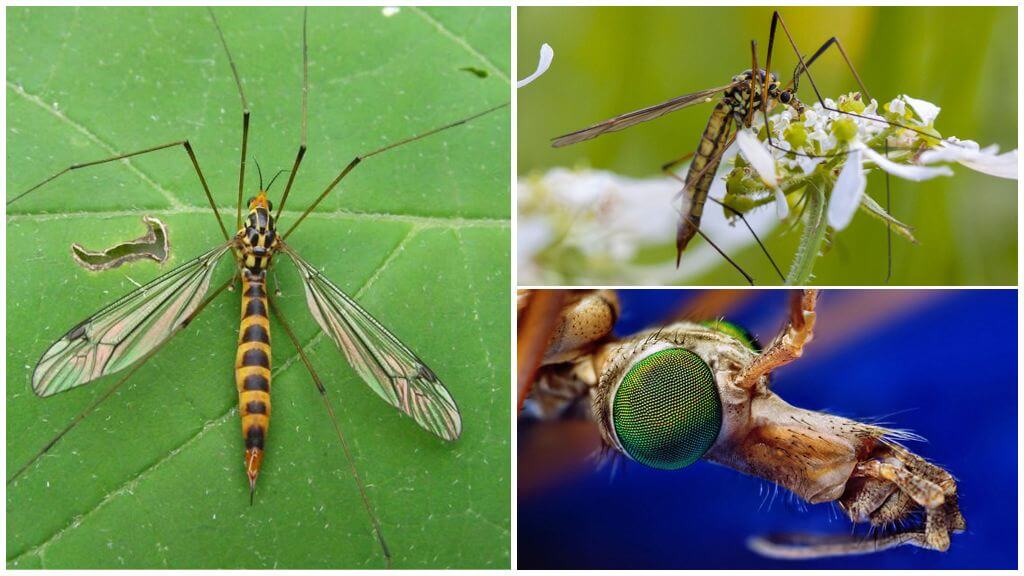 Malaking lamok na may mahabang binti (centipedes)