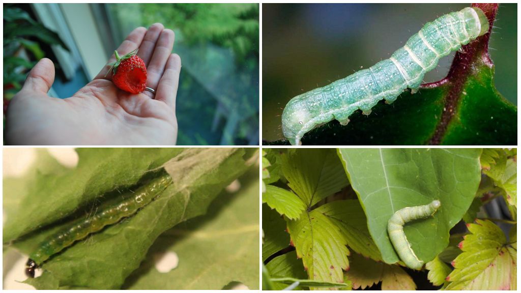 Paano mapupuksa ang mga uod sa mga strawberry