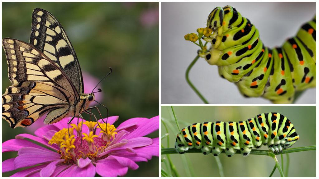 Paglalarawan at larawan ng uod ng butterfly butterfly