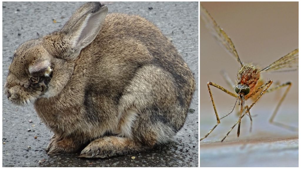 Paano mai-save ang mga rabbits mula sa mga lamok sa kalye at sa rabbitry