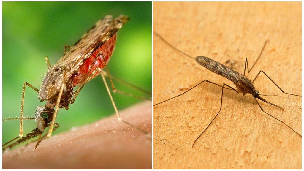 Kung ano ang hitsura ng mga lamok ng malaria at kung gaano sila mapanganib para sa mga tao