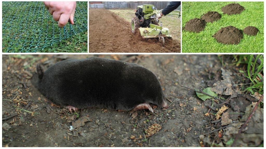 Paano takutin ang mga moles mula sa isang cottage ng tag-init o hardin