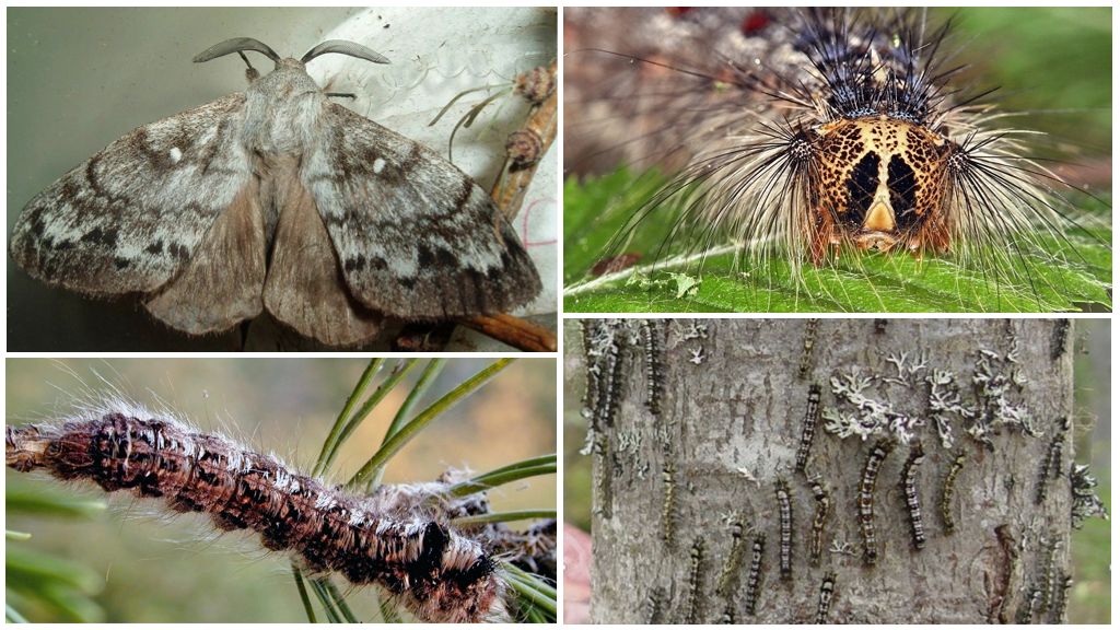 Paglalarawan at larawan ng uod at butterfly ng Siberian silkworm