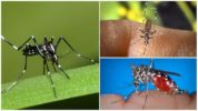 Đại diện của loài Aedes (kềm)