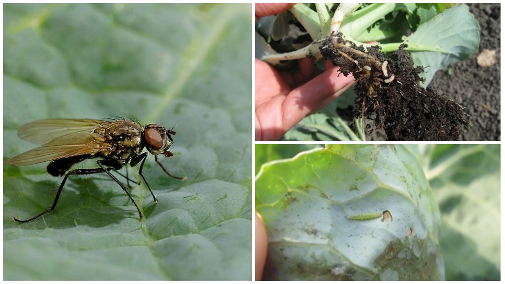 Paano haharapin ang fly fly at ang mga larvae nito