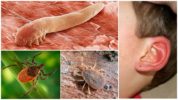 Ticks trong một người tai tai