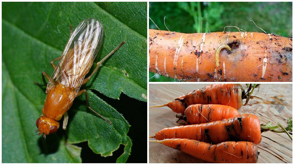 Paano mapupuksa ang isang carrot fly