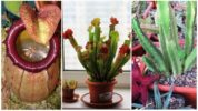 Cây ăn thịt: Nepentes, Sarracenia và Stapelia