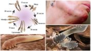 Demodex tick ở các giai đoạn phát triển khác nhau