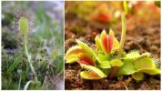 Tiếng Anh giọt nước và Venus Flytrap