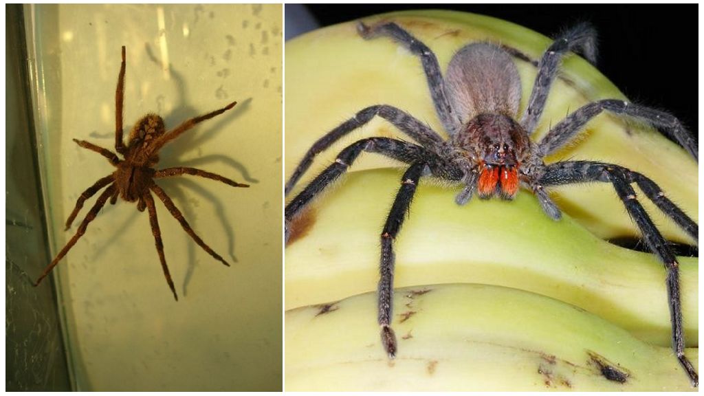 Mga banana spider sa Russia