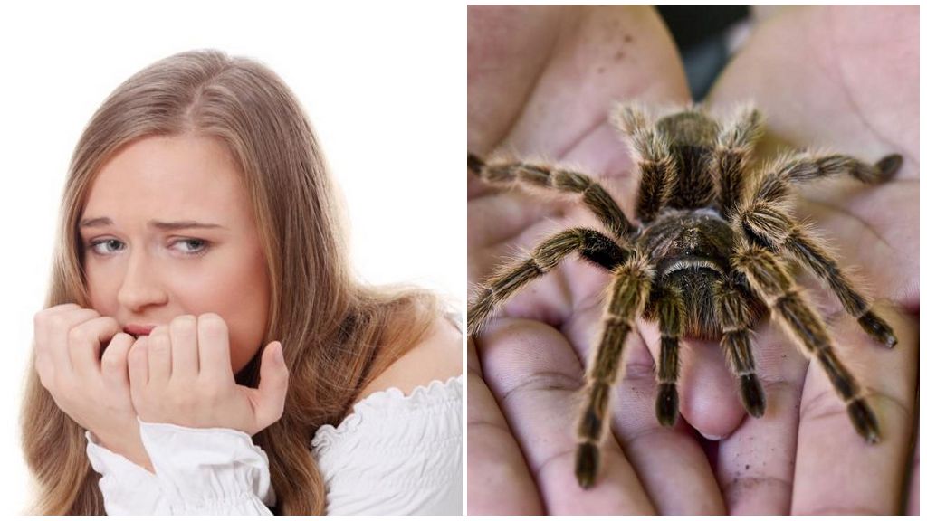 Ano ang takot sa mga spider (phobia) at mga pamamaraan ng paggamot?