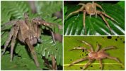 Brasilianische wandernde Spinne