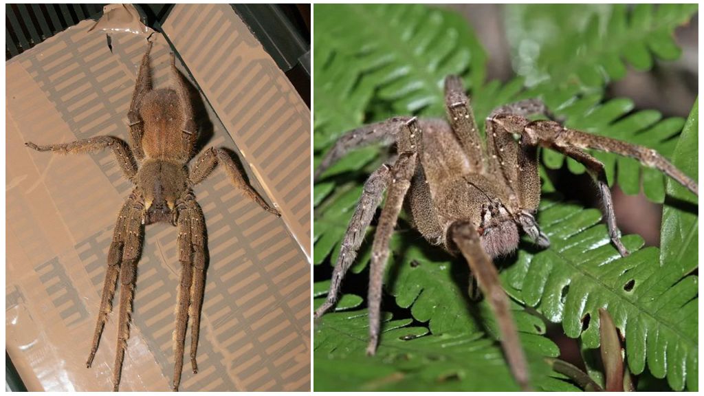 Paglalarawan at larawan ng isang tramp spider