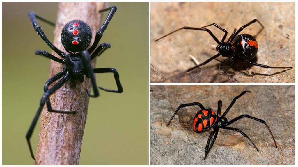 Iba't ibang mga larawan ng spider na may mga pangalan at paglalarawan