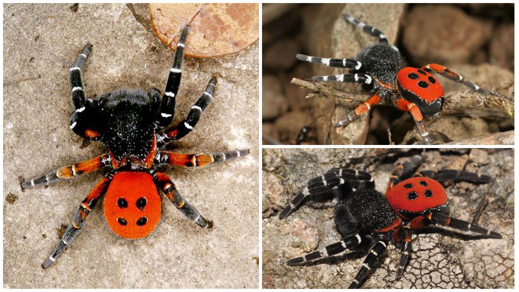 Paglalarawan at mga larawan ng mga spider sa Crimea