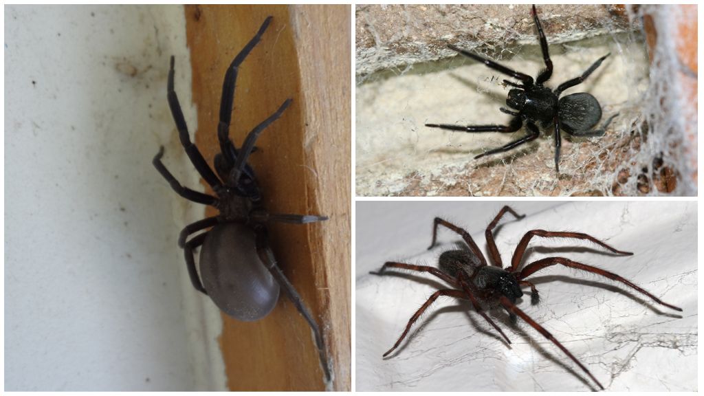 Anong mga uri ng spider ang nakatira sa isang apartment o bahay