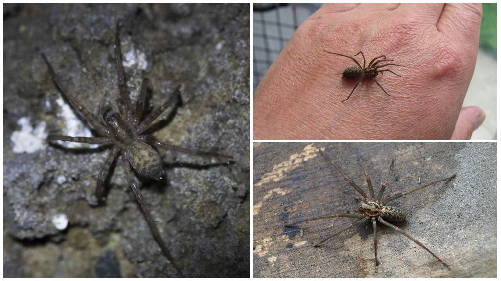 House Spider (Tegenaria domestica)