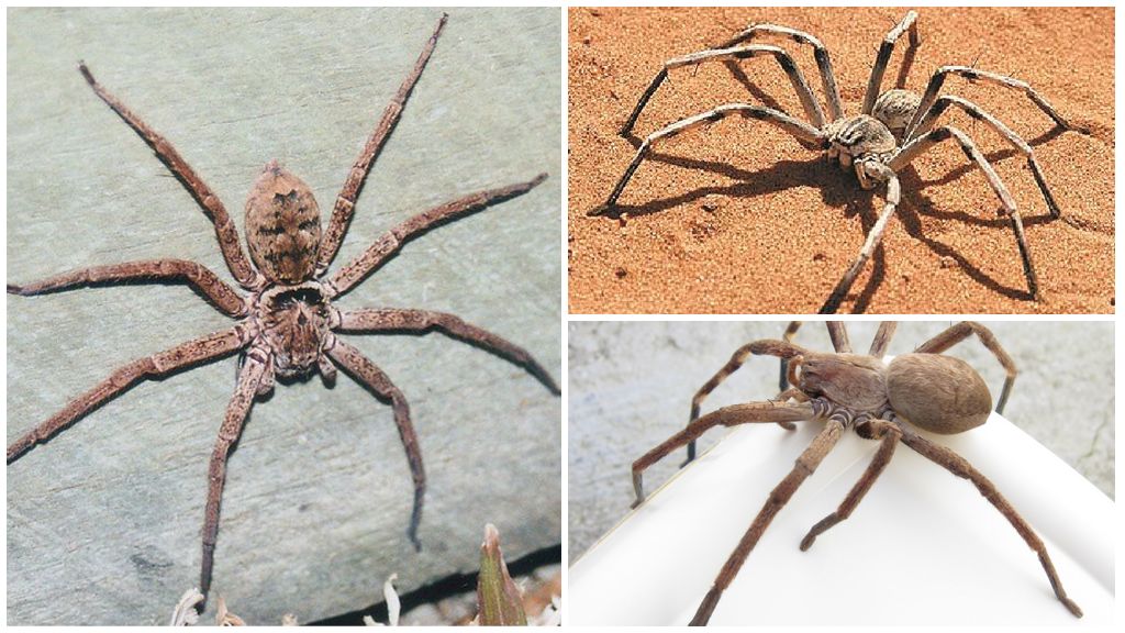 Giant crab spider