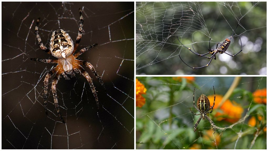 Maaari bang lumipad ang mga spider?