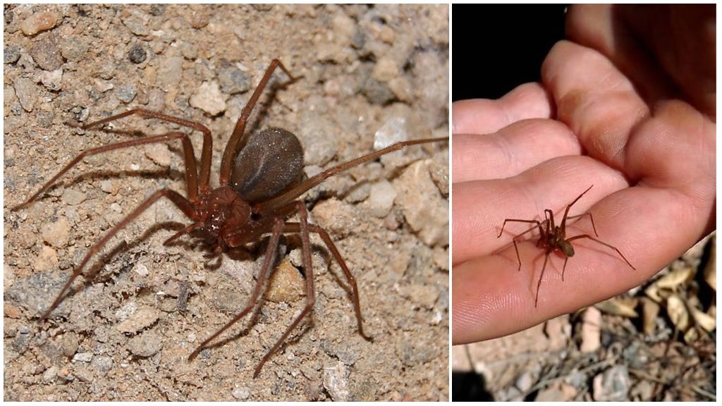 Brown hermit spider