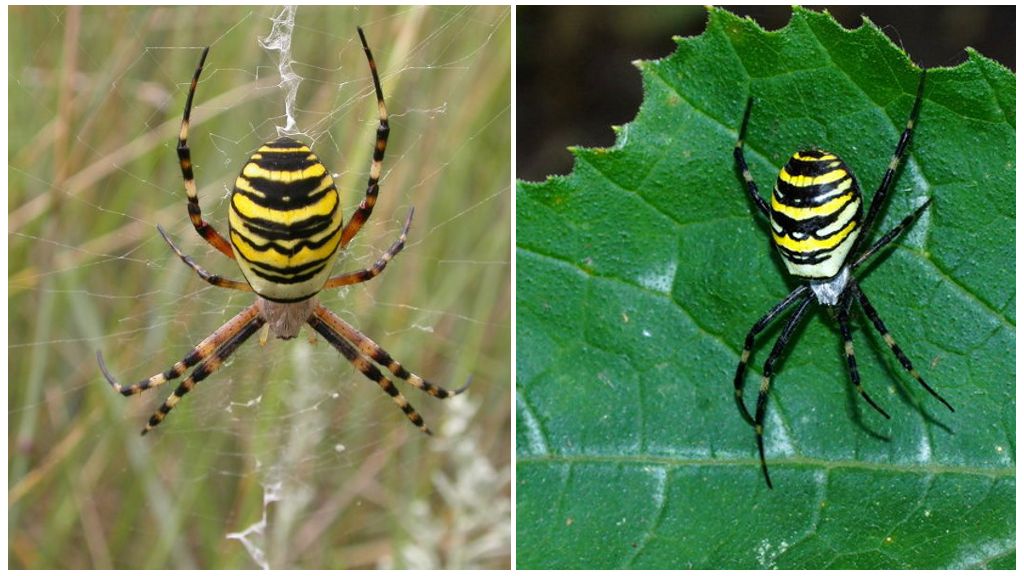 Spider wasp na may dilaw na guhitan sa likod