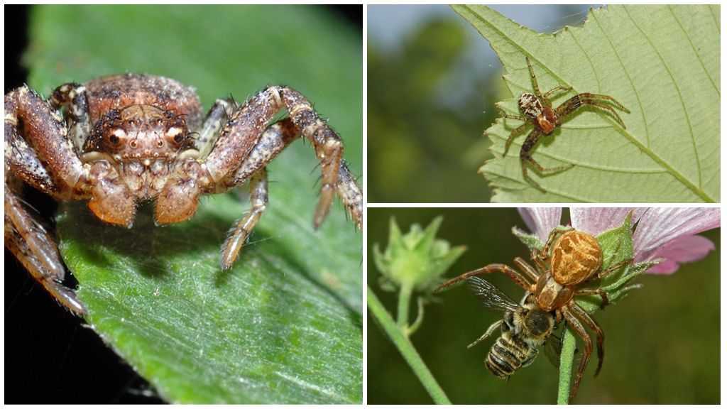 Paglalarawan at larawan ng isang crab spider (mga panig na mga walker ng gilid)