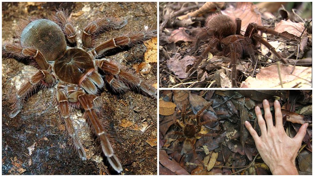 Paglalarawan at larawan ng goliath tarantula spider