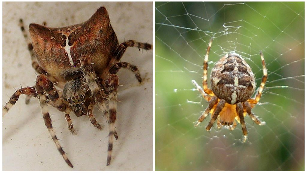 Spider cross: larawan at kahihinatnan pagkatapos ng isang kagat