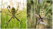 Argiope