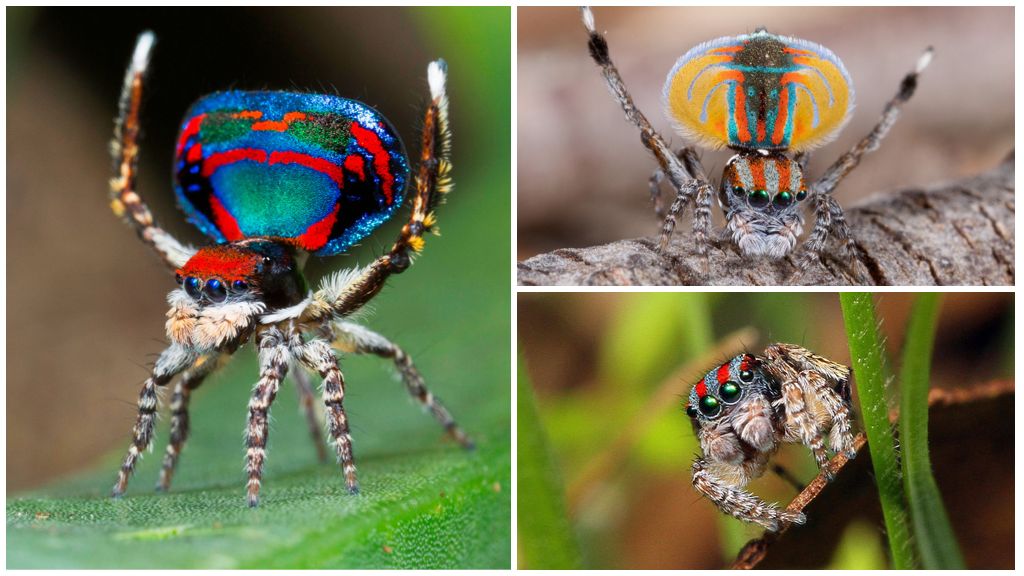 Paglalarawan at larawan ng isang peacock spider