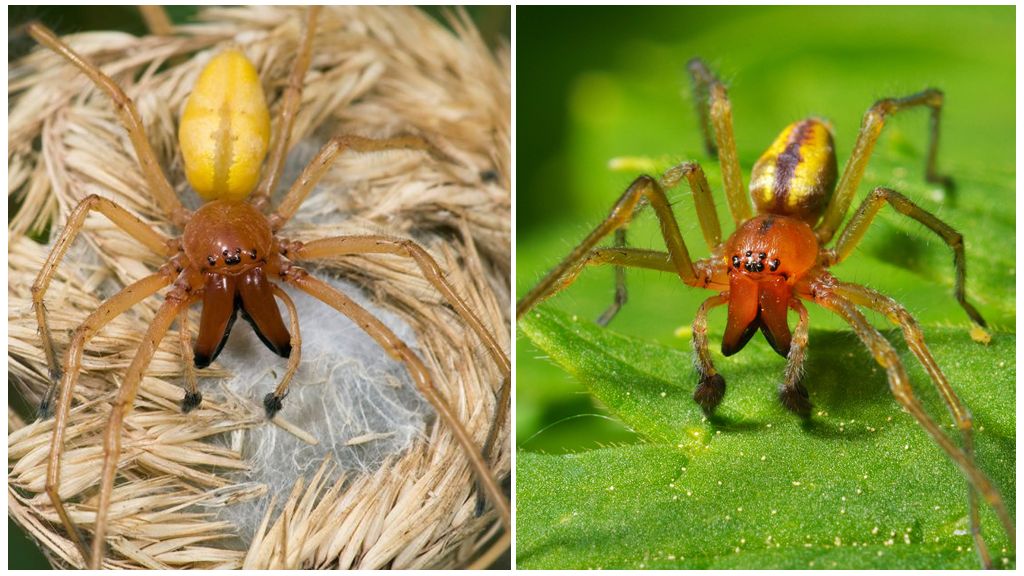 Paglalarawan at larawan ng spider Sak (Heyrakantium)