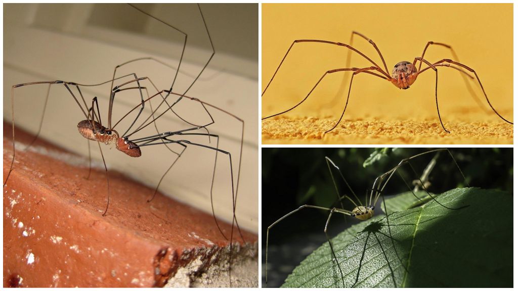 Spider rhino na may mahabang manipis na mga binti