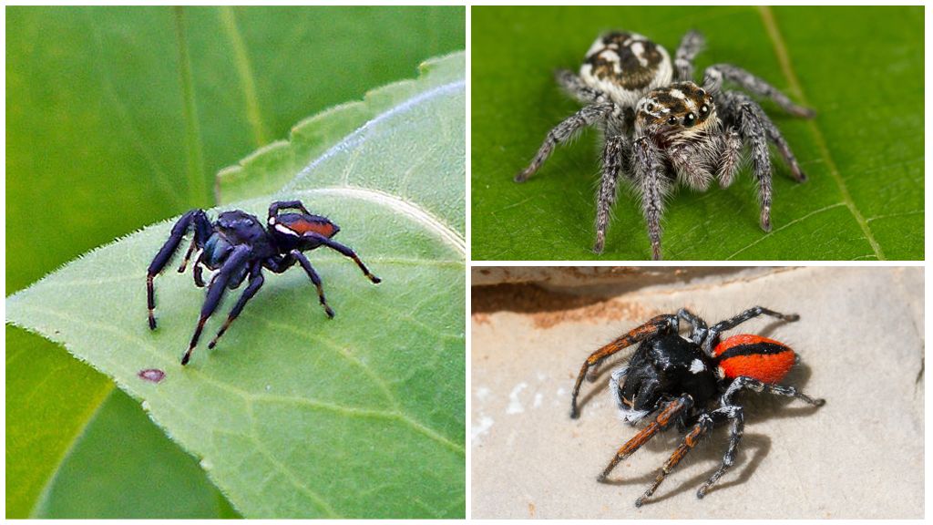 Jumping Spider (Jumping Spider)