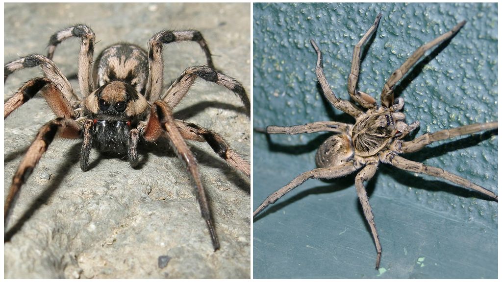 Ano ang hitsura ng isang tarantula spider