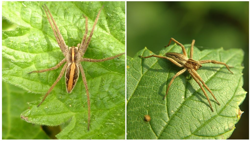 Paglalarawan at mga larawan ng mga spider sa rehiyon ng Saratov