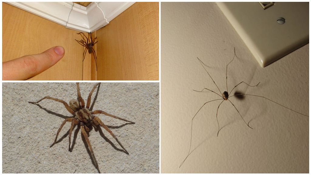 Saan at bakit maraming mga spider sa apartment o bahay