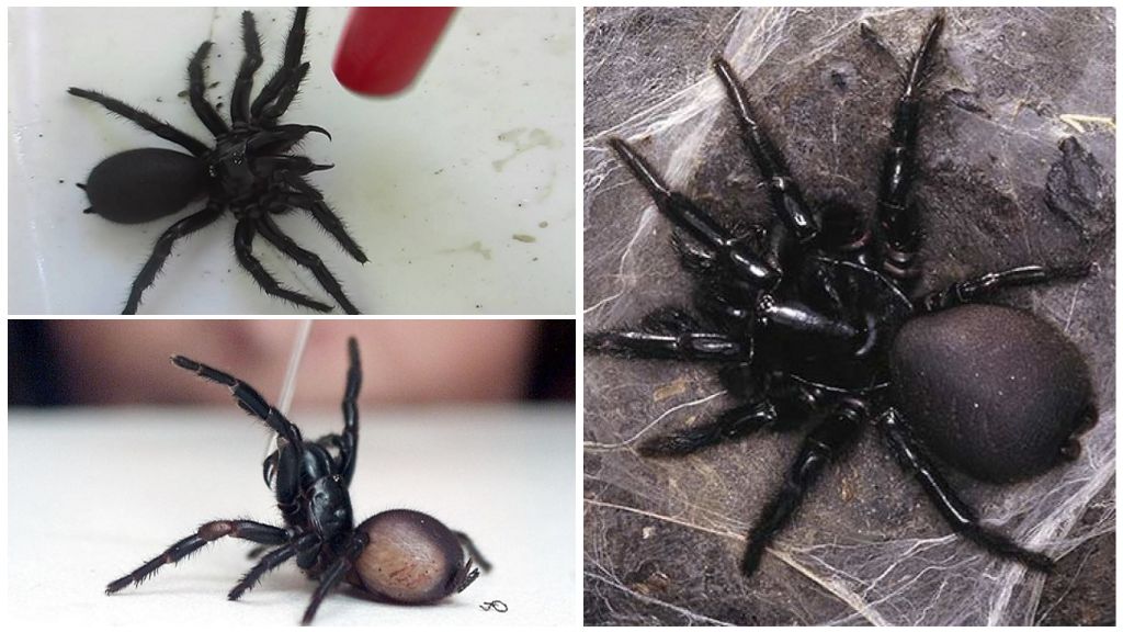 Ang Sydney Funnel Spider