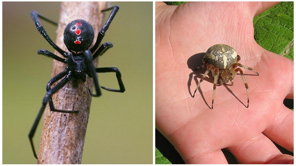 Gaano karaming mga paws ang mayroon ng isang spider?