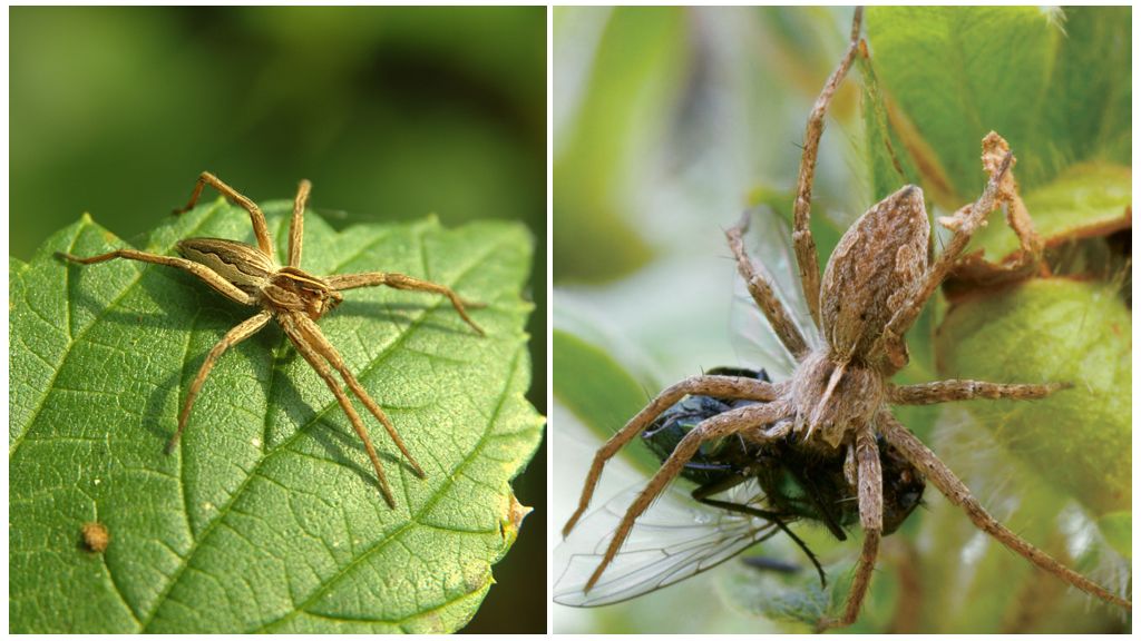 Gaano karaming mga ordinaryong spider ang nakatira sa apartment at kalikasan