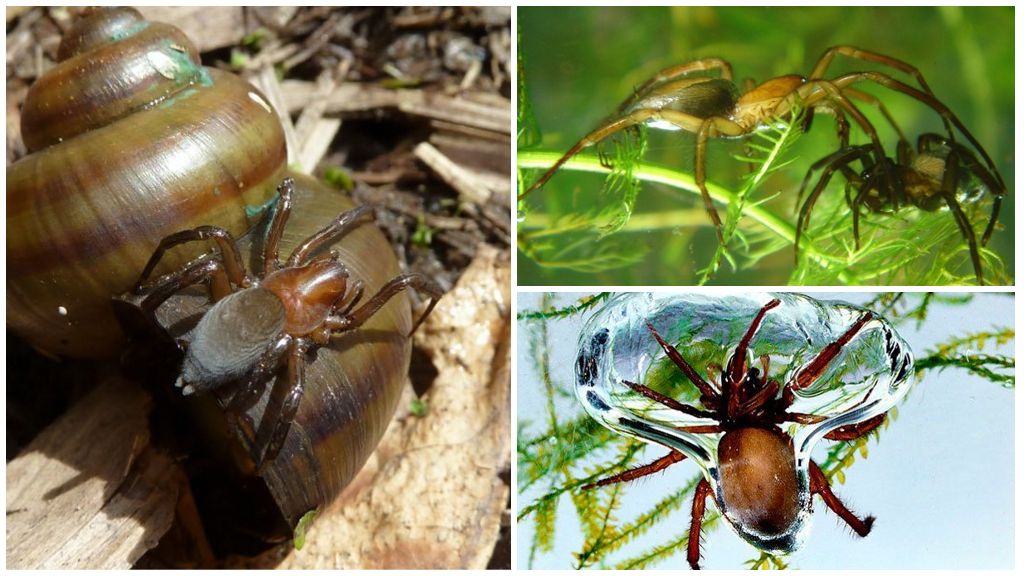 Water Spider (Silver Spider)