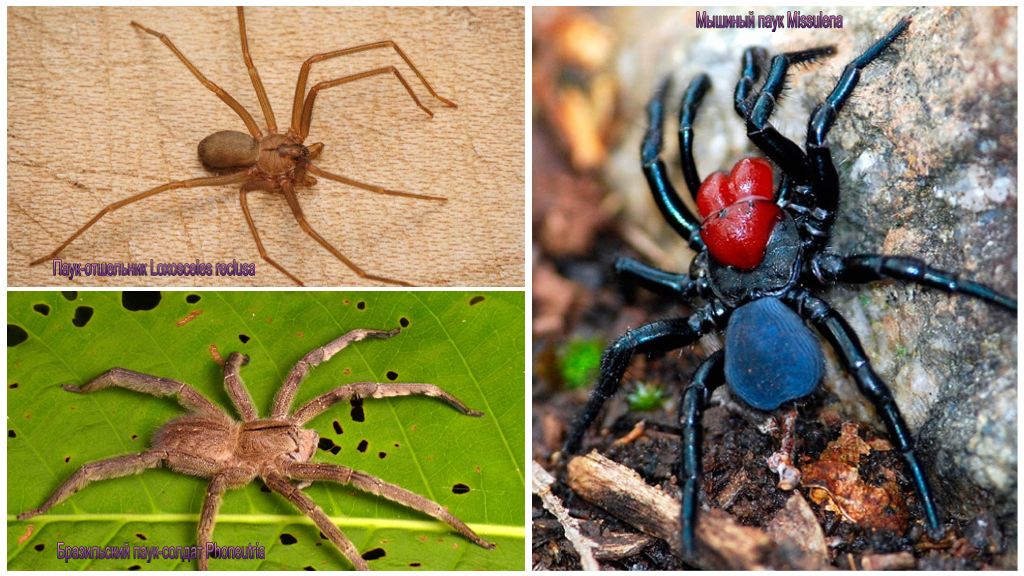 Paglalarawan at larawan ng mga pinaka mapanganib na spider sa buong mundo