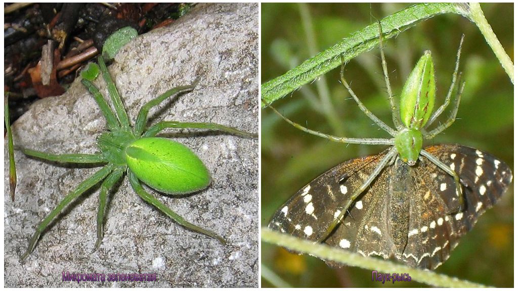 Green spider sa Russia