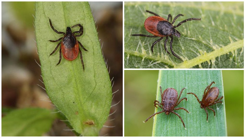 Nasaan ang mga encephalitis ticks na matatagpuan sa Russia