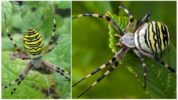 Hổ nhện Argiope Bruennich