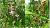 Hổ nhện Argiope Bruennich